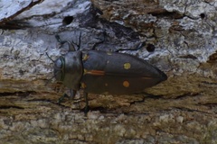 Actenodes auronotatus