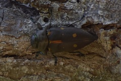 Actenodes auronotatus