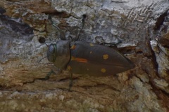 Actenodes auronotatus