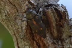 Actenodes auronotatus