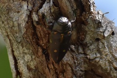 Actenodes auronotatus