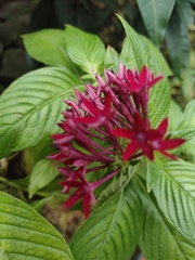 Pentas