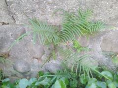 Pteris vittata