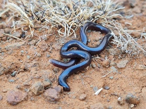 Delalande's Beaked Blind Snake