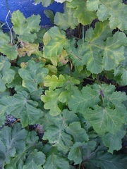 Heracleum sosnowskyi