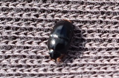 Pseudomorphini