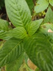 Pentas lanceolata