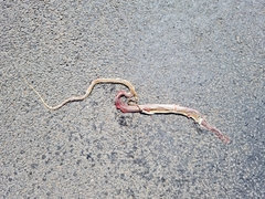 Psammophis leightoni