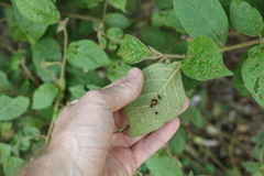 Solanum rixosum