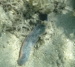 Holothuria edulis