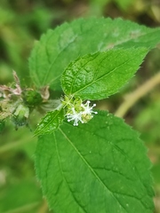 Magnoliopsida