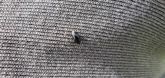 Pseudomorphini