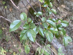 Sageretia