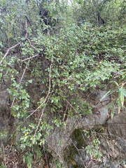 Sageretia