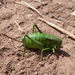 Mormon Cricket - Photo (c) Jesse Varner, some rights reserved (CC BY-NC-SA)