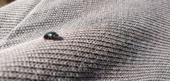 Pseudomorphini