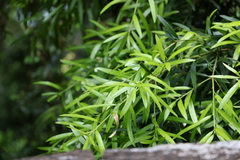 Podocarpus elatus