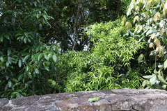 Podocarpus elatus