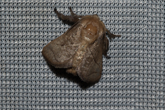 Neomocena convergens