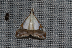 Viettessa margaritalis