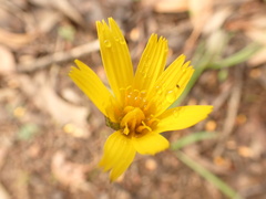 Microseris walteri