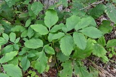 Angelica cincta