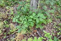 Angelica cincta
