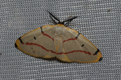 Phoenicocampa rubrifasciata