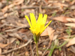 Microseris walteri