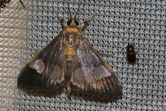 Ulopeza flavicepsalis