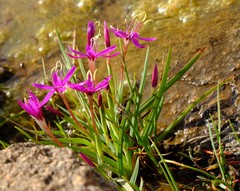 Hesperantha oligantha