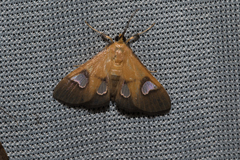 Ulopeza flavicepsalis