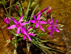 Hesperantha oligantha