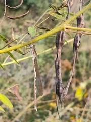 Sympecma paedisca