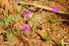 Hesperantha oligantha