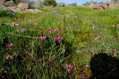 Hesperantha oligantha