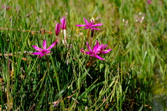 Hesperantha oligantha