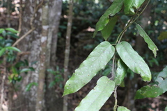 Carronia multisepalea