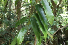 Carronia multisepalea