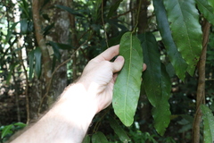 Carronia multisepalea