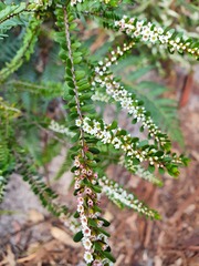 Thryptomene micrantha