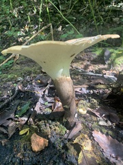 Polyporus radicatus