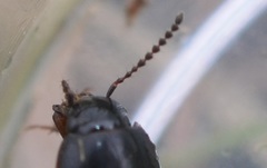 Tachinus lignorum