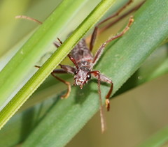 Aphneope sericata