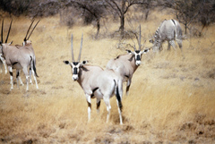 Oryx beisa beisa