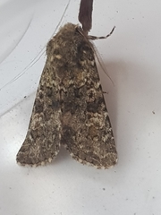 Polymixis lichenea