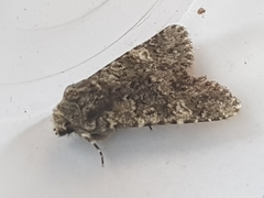 Polymixis lichenea