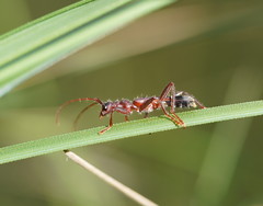Aphneope sericata