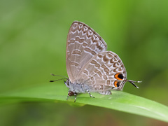 Catopyrops ancyra