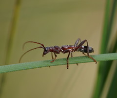 Aphneope sericata